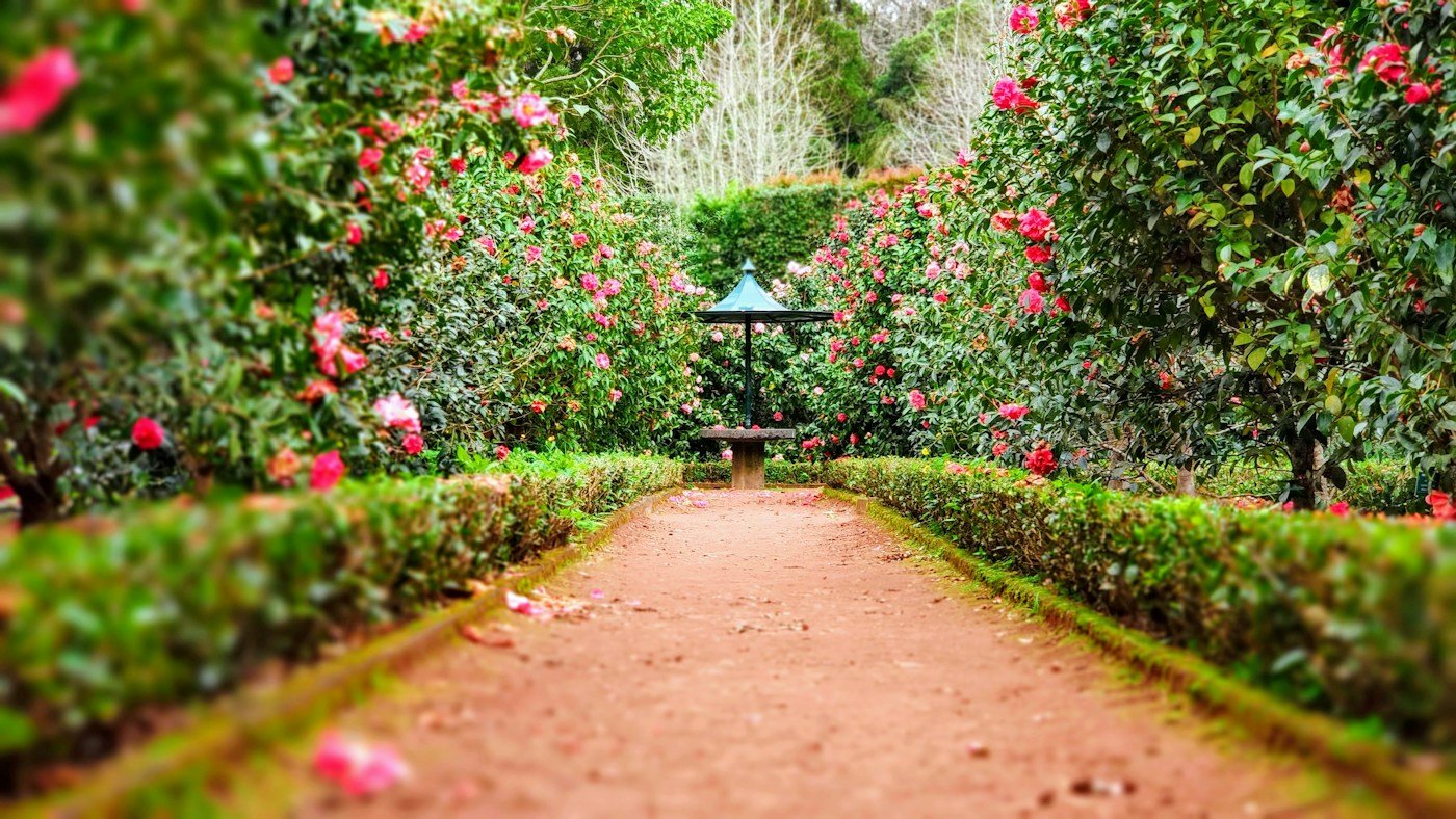 Perspective végétale